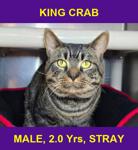 KING CRAB